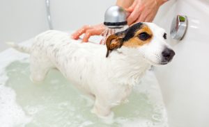 Jack Russell dog taking a bath in a bathtub