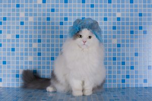 cat in the hat for the hair in the shower