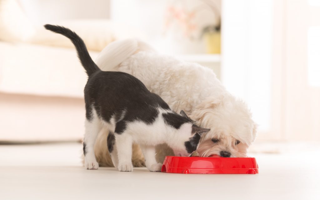 Dog and cat eating food from a bowl