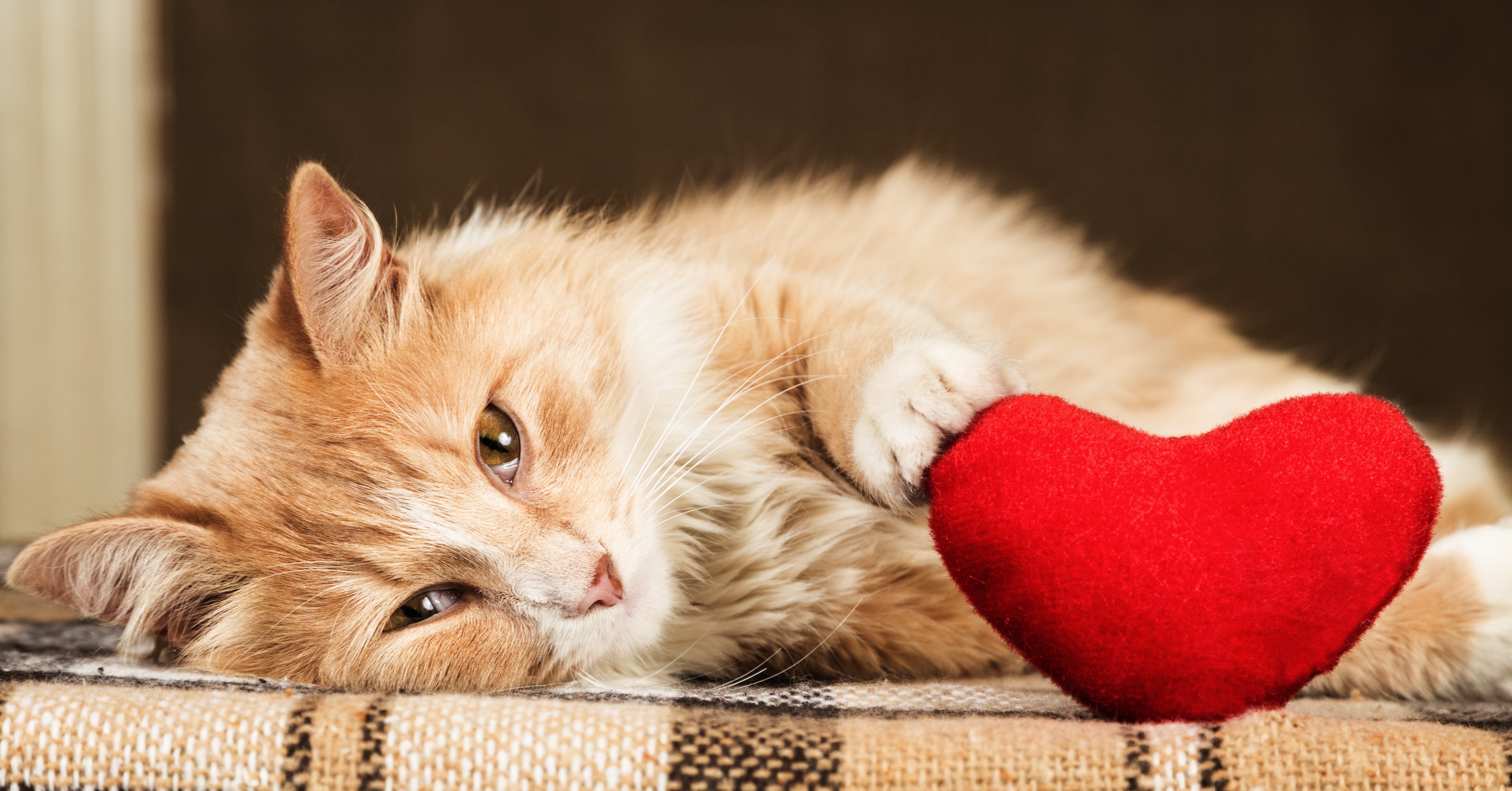 how do indoor cats get heartworms