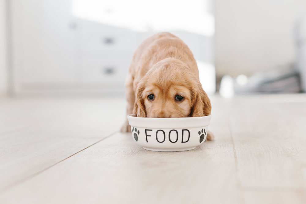 do grains cause inflammation in dogs